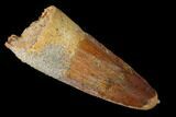 Spinosaurus Tooth - Real Dinosaur Tooth #144944-1